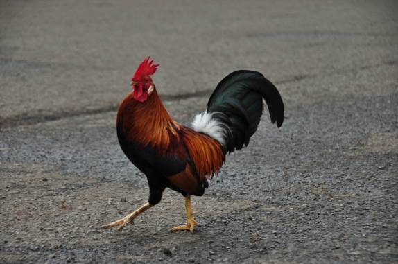 Galos e galinhas, aos milhares, vivem soltos na ilha de Kauai, no Havaí